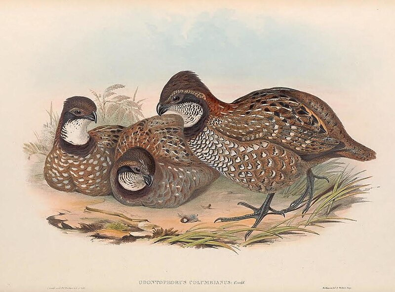 Venezuelan Wood-Quail (Odontophorus columbianus) photo