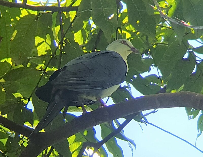 Pied Cuckoo-Dove (Reinwardtoena browni) photo