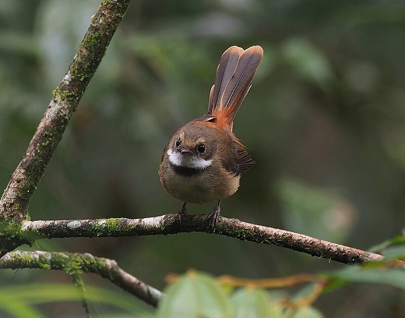 Tawny-backed Fantail (Rhipidura superflua) photo