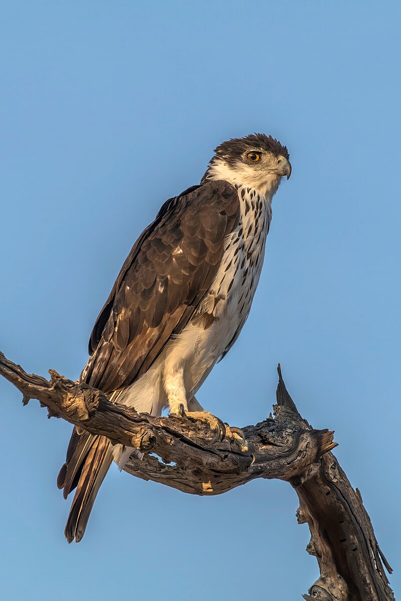 African Hawk-Eagle (Aquila spilogaster) photo