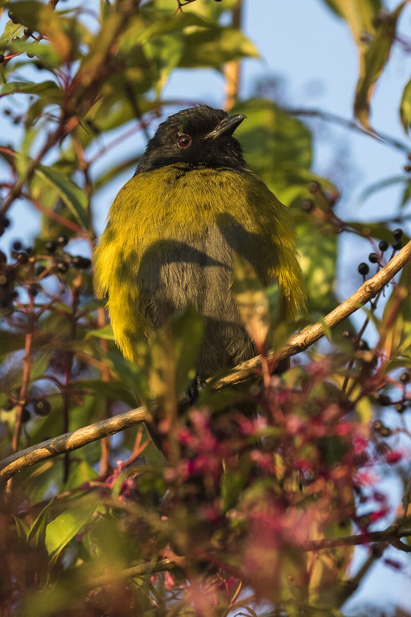 Black-and-yellow Silky-flycatcher (Phainoptila melanoxantha) photo