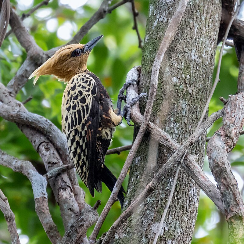 Ochre-backed Woodpecker (Celeus ochraceus) photo
