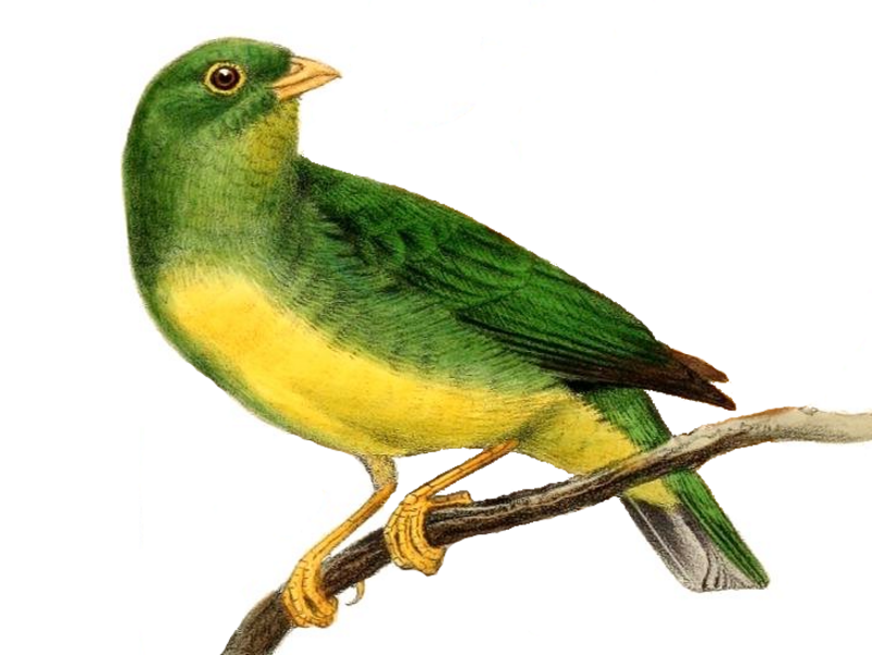 Yellow-collared Chlorophonia (Chlorophonia flavirostris) photo