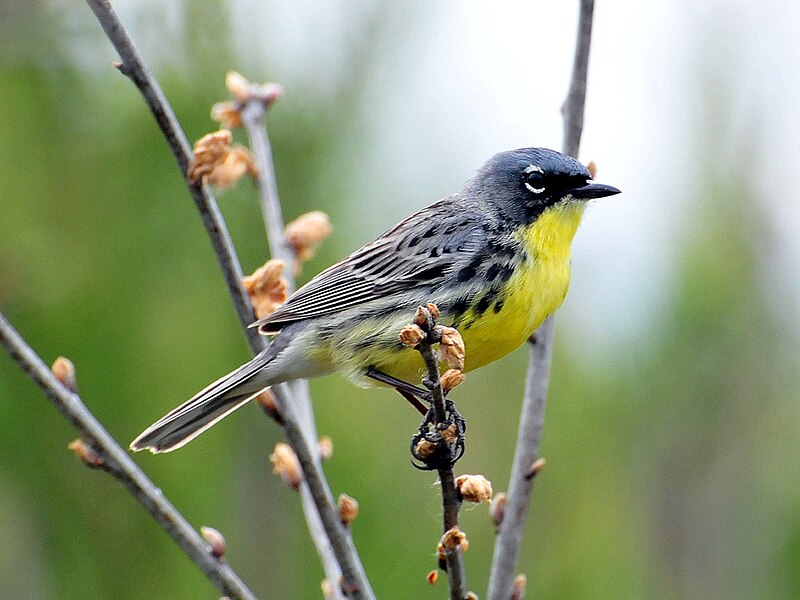 Kirtland's Warbler (Setophaga kirtlandii) photo