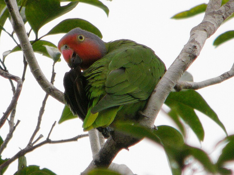 Red-cheeked Parrot (Geoffroyus geoffroyi) photo