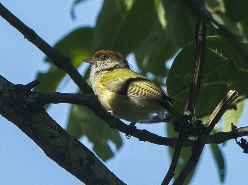 Gray-eyed Greenlet (Hylophilus amaurocephalus) photo