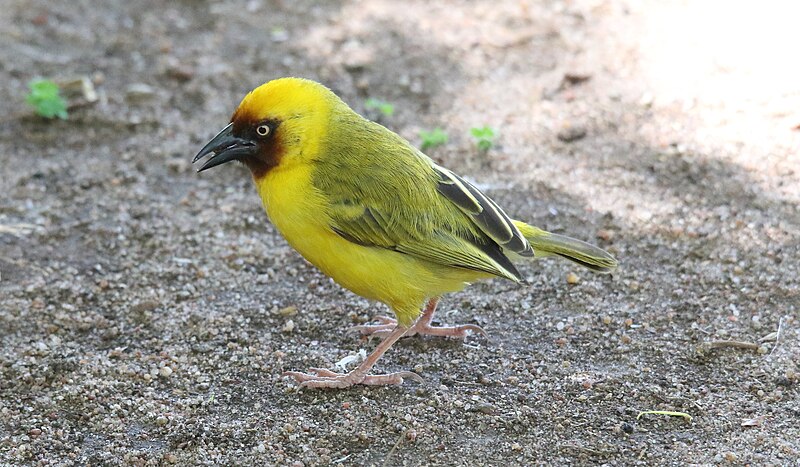 Northern Brown-throated Weaver (Ploceus castanops) photo