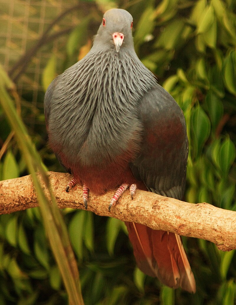 New Caledonian Imperial-Pigeon (Ducula goliath) photo
