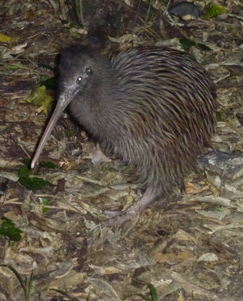 Okarito Brown Kiwi (Apteryx rowi) photo