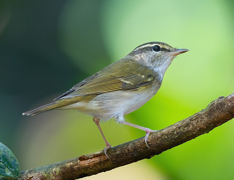 Pale-legged Leaf Warbler (Phylloscopus tenellipes) photo