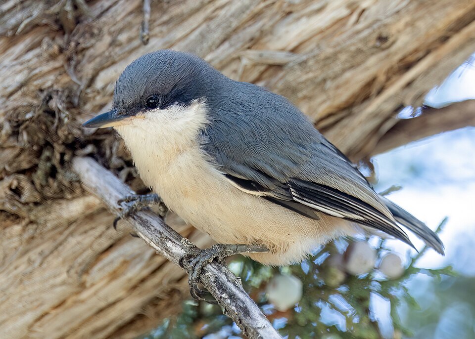 Pygmy Nuthatch (Sitta pygmaea)