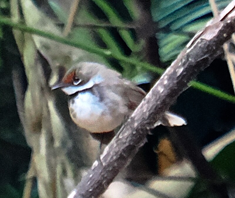 Supertramp Fantail (Rhipidura semicollaris) photo