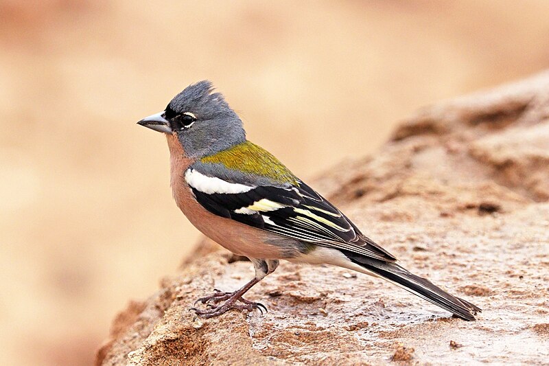 African Chaffinch (Fringilla spodiogenys) photo