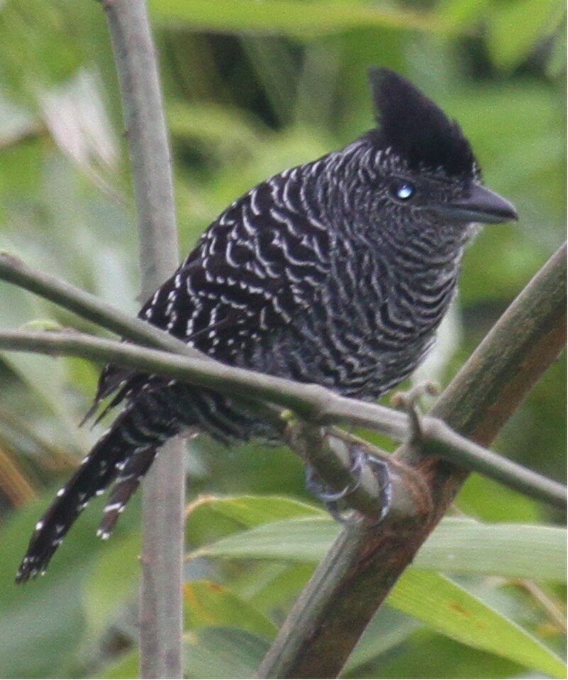 Bamboo Antshrike (Cymbilaimus sanctaemariae) photo