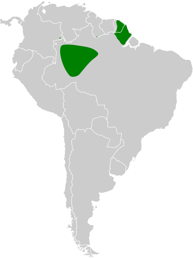 Rusty Tinamou (Crypturellus brevirostris) photo