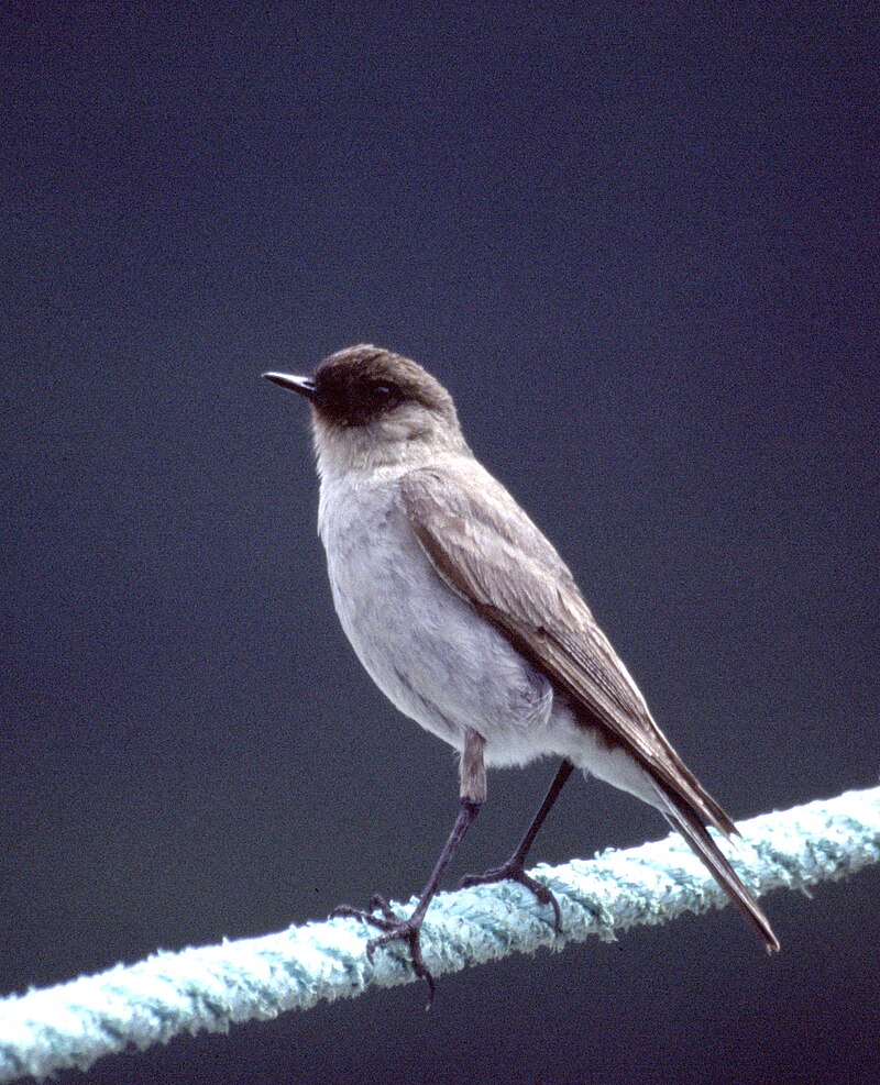 Dark-faced Ground-Tyrant (Muscisaxicola maclovianus) photo