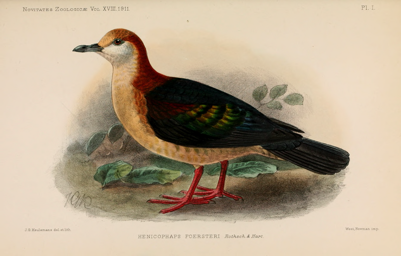 New Britain Bronzewing (Henicophaps foersteri) photo