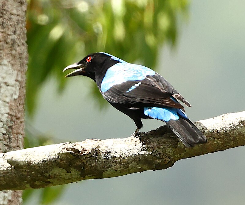 Palawan Fairy-bluebird (Irena tweeddalii) photo