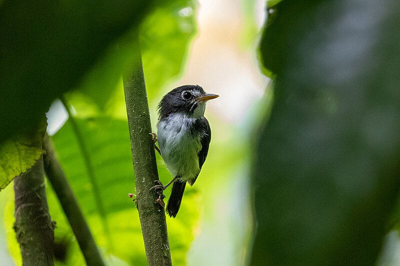 Black-and-white Tody-Flycatcher (Poecilotriccus capitalis) photo