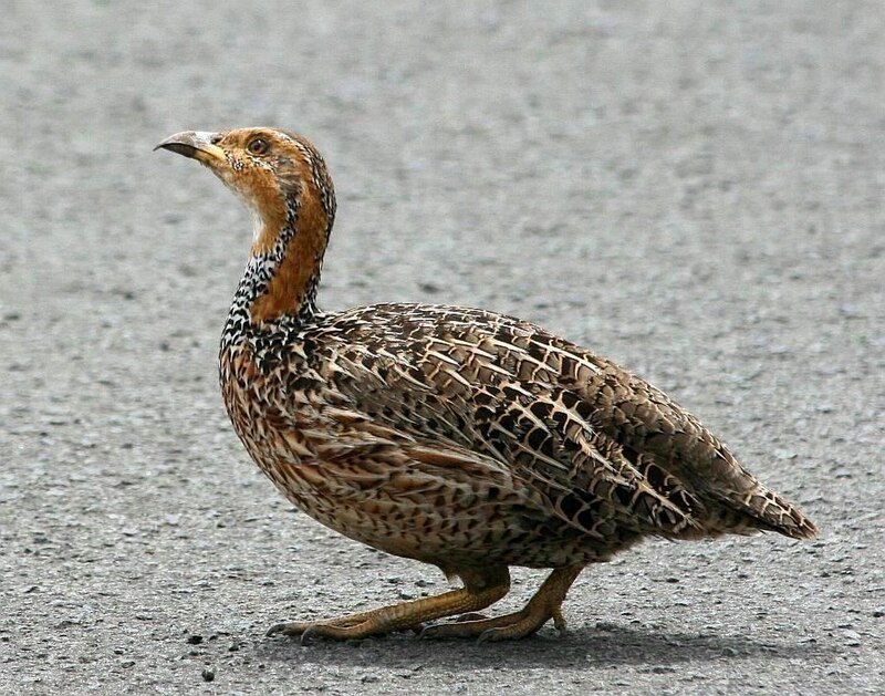 Red-winged Francolin (Scleroptila levaillantii) photo