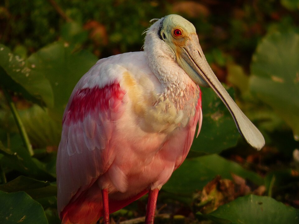 Roseate Spoonbill (Platalea ajaja)