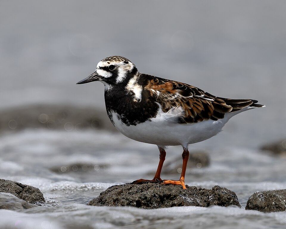 Ruddy Turnstone (Arenaria interpres)