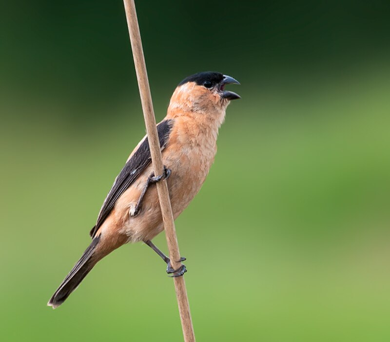 Copper Seedeater (Sporophila bouvreuil) photo