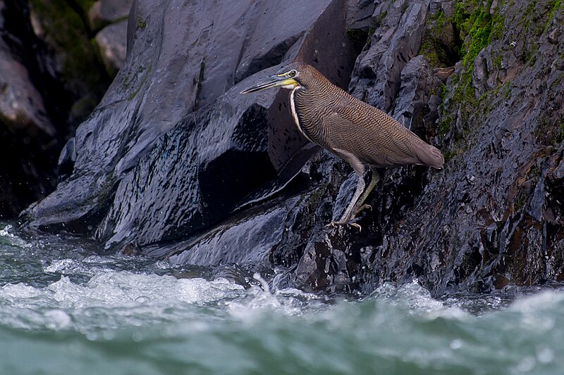 Fasciated Tiger-Heron (Tigrisoma fasciatum) photo