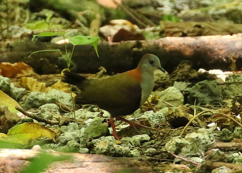 Palau Ground Dove (Pampusana canifrons) photo