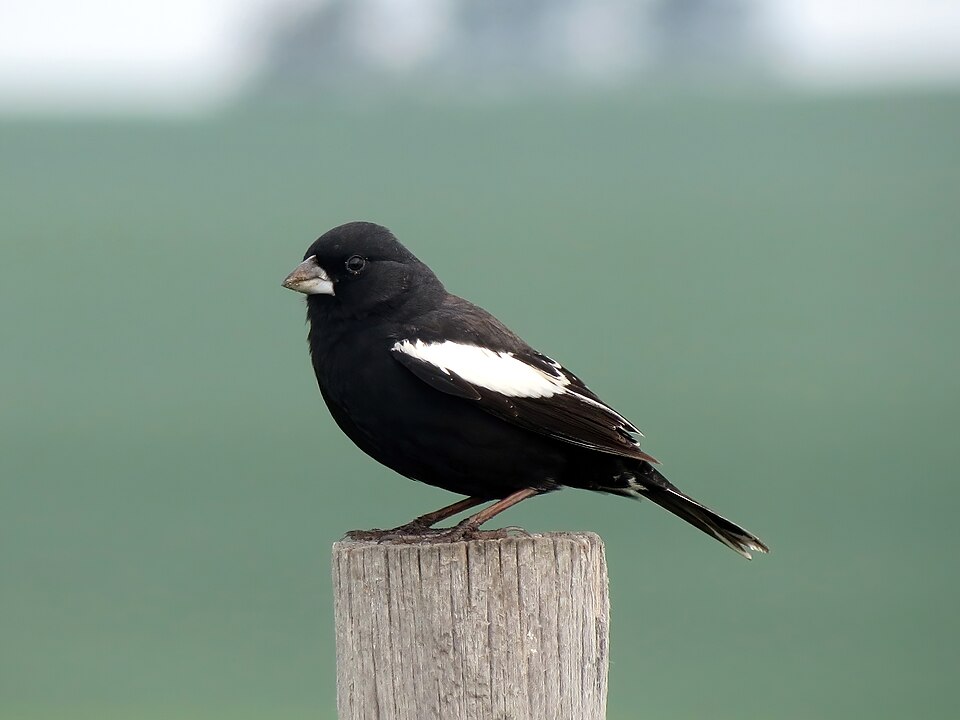 Lark Bunting (Calamospiza melanocorys)