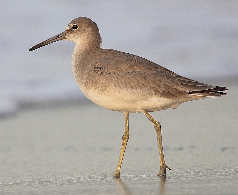 Willet (Tringa semipalmata) photo
