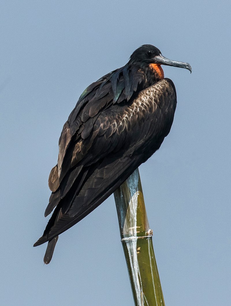 Christmas Island Frigatebird (Fregata andrewsi) photo