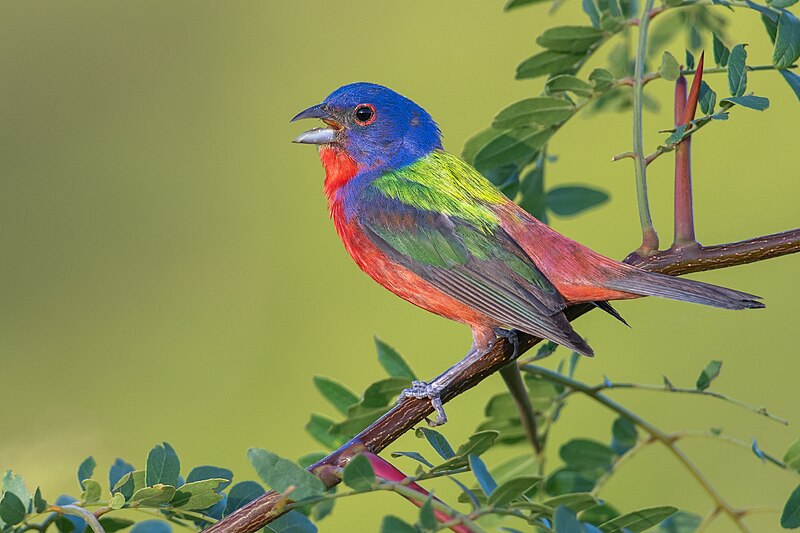 Painted Bunting (Passerina ciris) photo