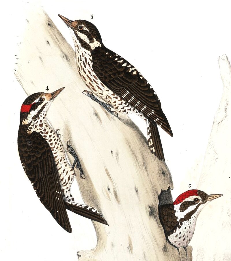 Strickland's Woodpecker (Leuconotopicus stricklandi) photo