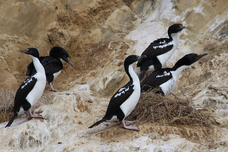 New Zealand King Shag (Leucocarbo carunculatus) photo