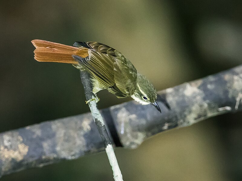Rufous-rumped Foliage-gleaner (Neophilydor erythrocercum) photo