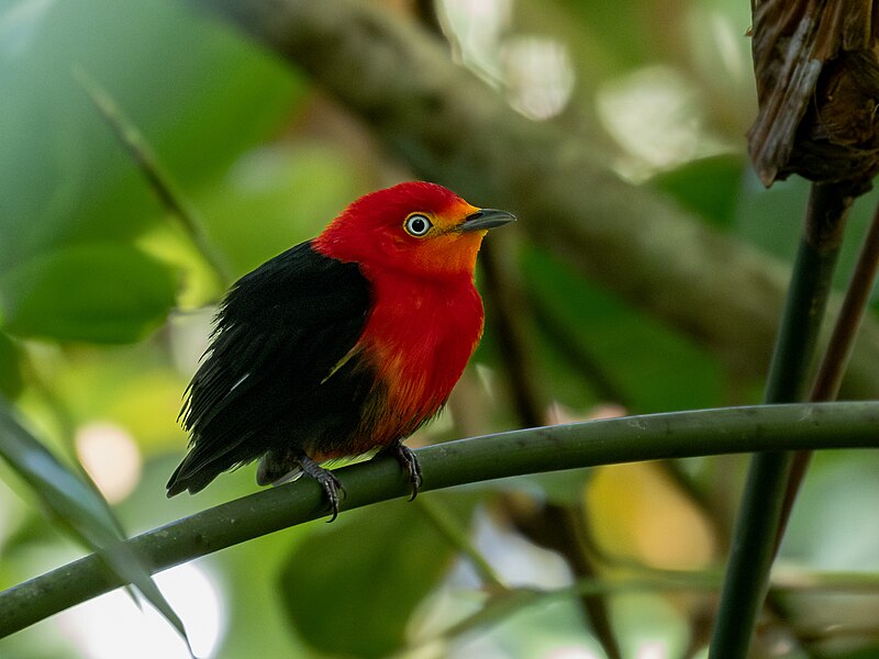 Crimson-hooded Manakin (Pipra aureola) photo
