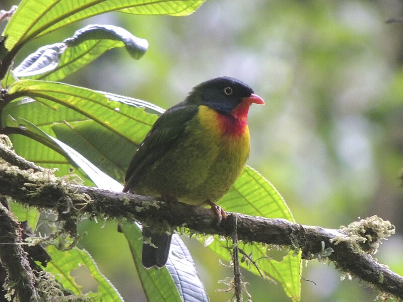 Scarlet-breasted Fruiteater (Pipreola frontalis) photo