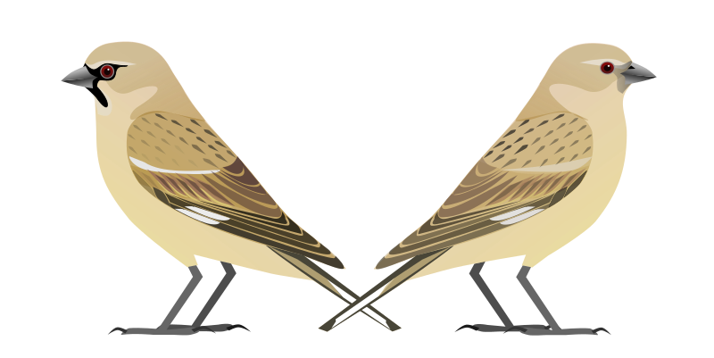 Afghan Snowfinch (Pyrgilauda theresae) photo