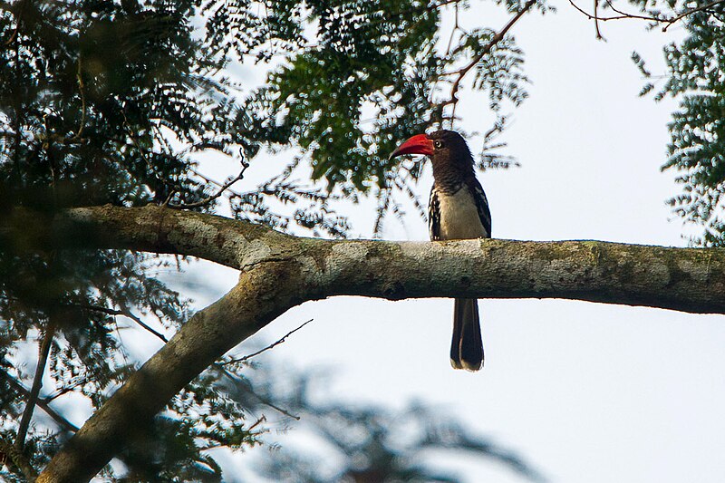 Red-billed Dwarf Hornbill (Lophoceros camurus) photo
