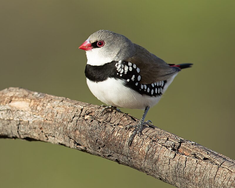 Diamond Firetail (Stagonopleura guttata) photo