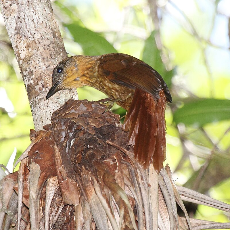 Streak-breasted Treehunter (Thripadectes rufobrunneus) photo