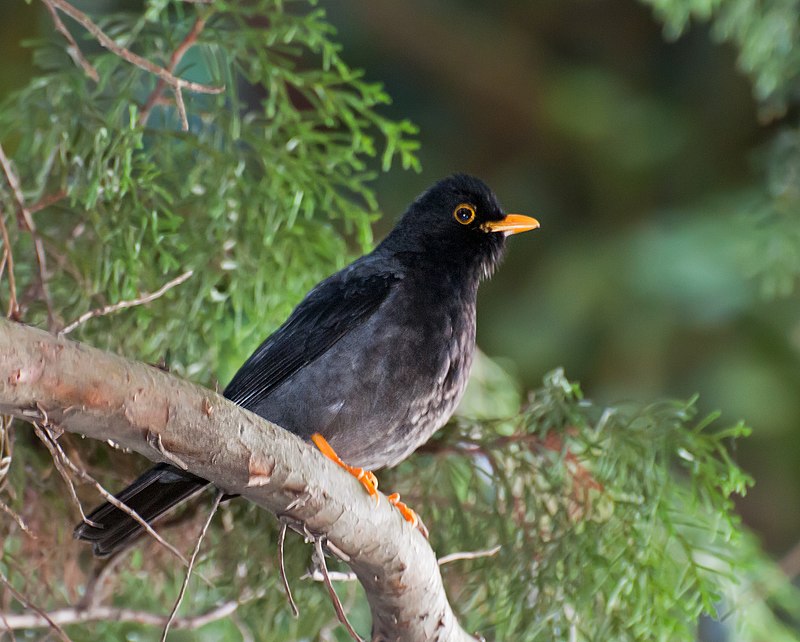 Yellow-legged Thrush (Turdus flavipes) photo