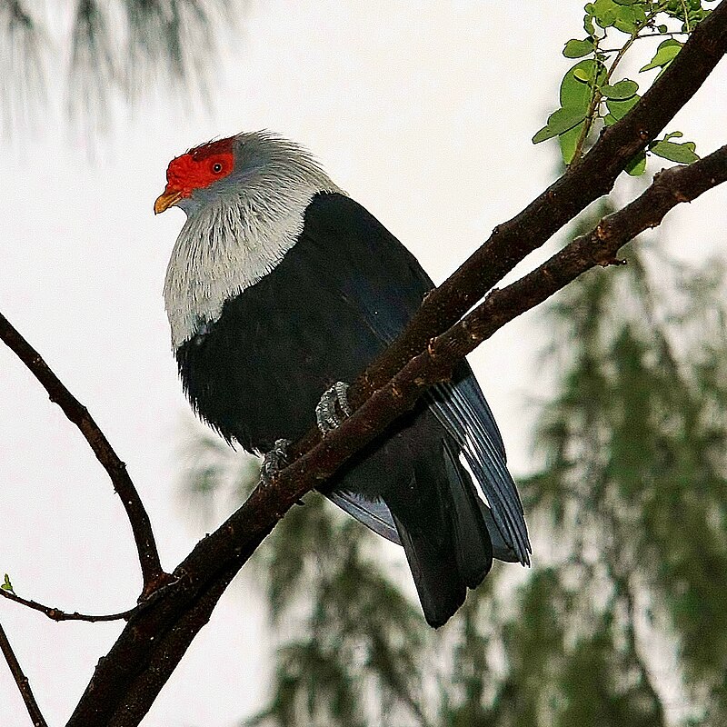 Seychelles Blue-Pigeon (Alectroenas pulcherrimus) photo