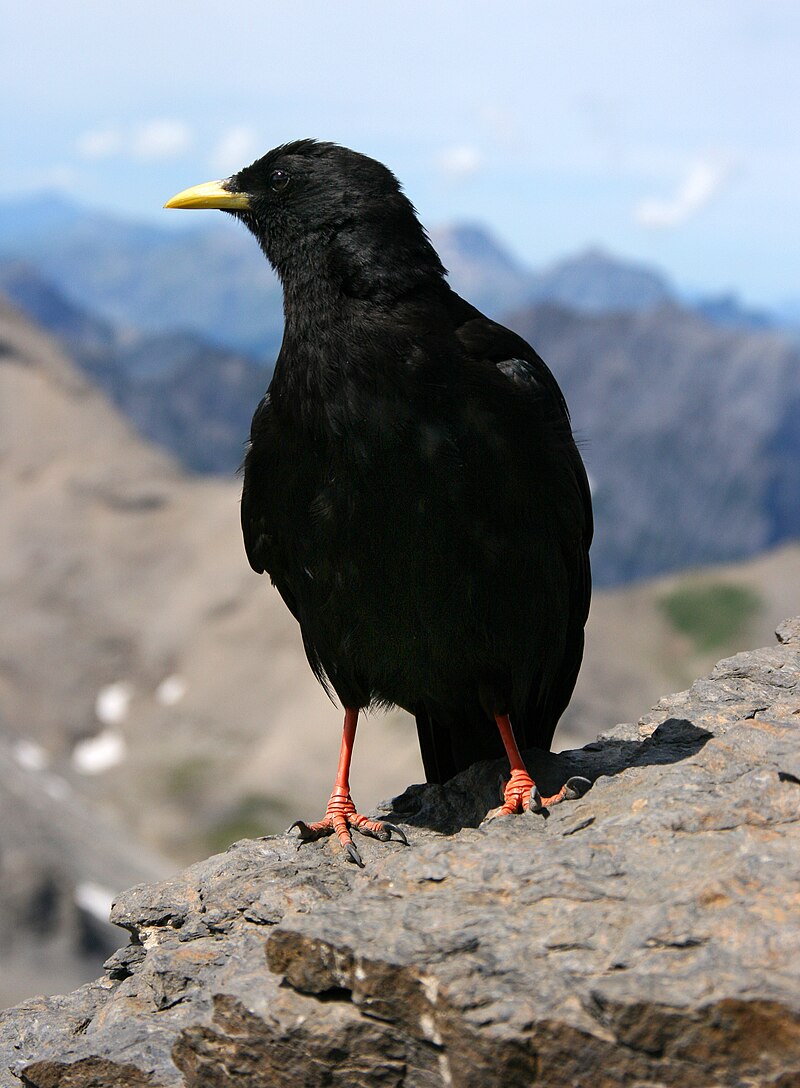 Yellow-billed Chough (Pyrrhocorax graculus) photo