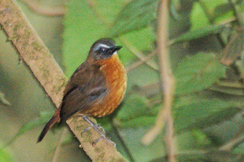 Archer's Robin-Chat (Dessonornis archeri) photo