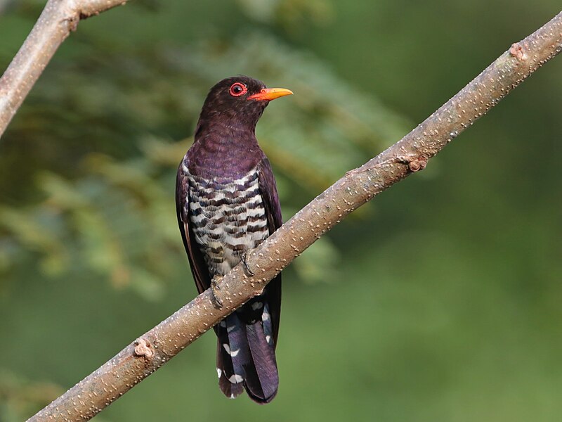 Violet Cuckoo (Chrysococcyx xanthorhynchus) photo