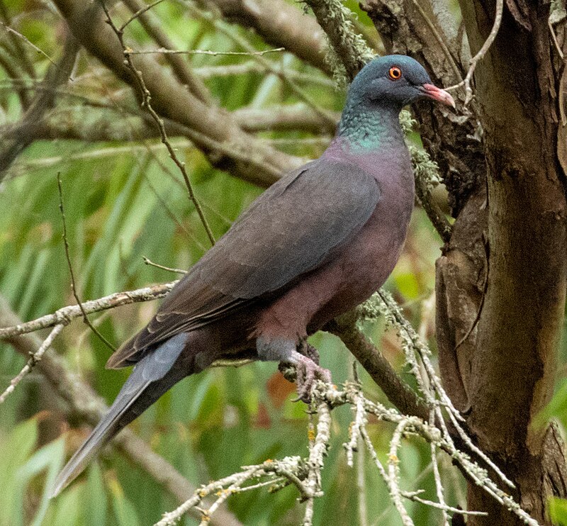 Laurel Pigeon (Columba junoniae) photo