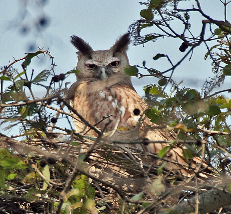 Dusky Eagle-Owl (Ketupa coromanda) photo