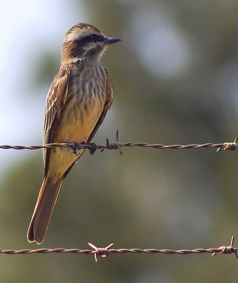 Variegated Flycatcher (Empidonomus varius) photo